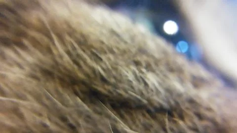 The cat Stock Photos