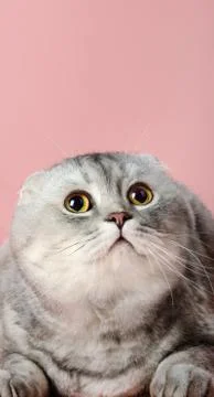 Cat Foto stock