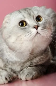 Cat Stock-Fotos
