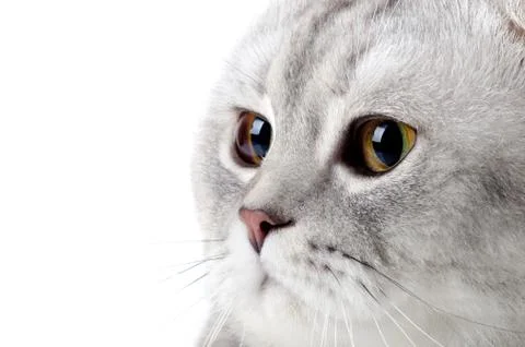 Cat Stock Photos