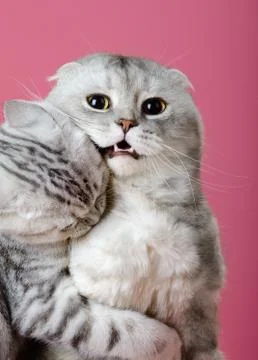 Cat Stock Photos