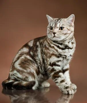 Cat Foto stock