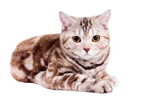 Cat Foto stock