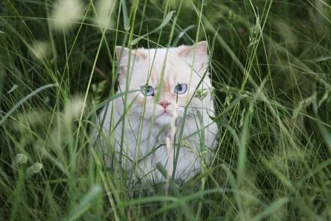 Cat 스톡 사진