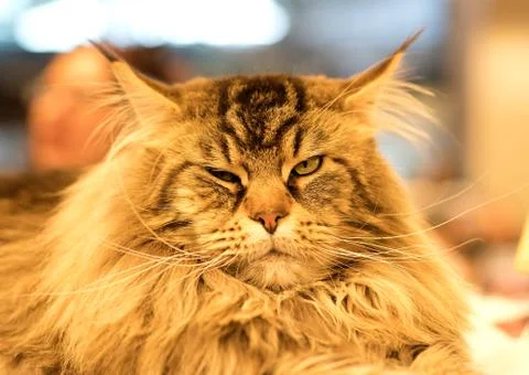 Cat Stock Photos