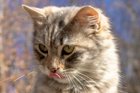 Cat Stock Photos