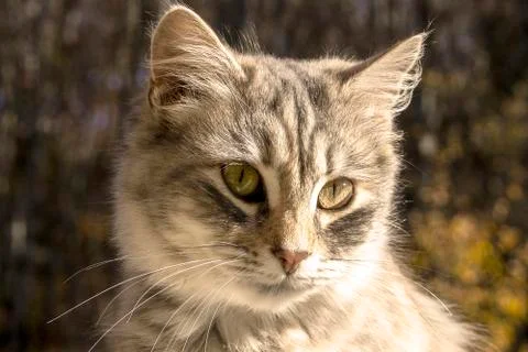 Cat Stock Photos