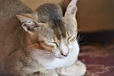 CAT Stock Photos