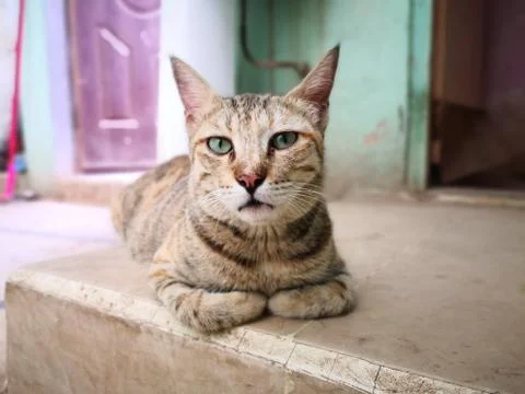 Cat Stock Photos