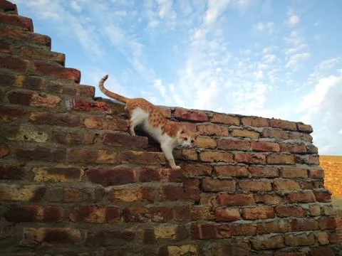 Cat Stock Photos