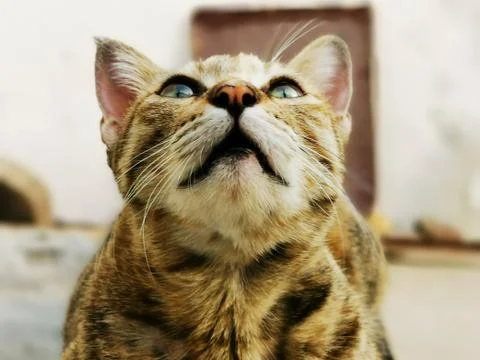 Cat Stock Photos