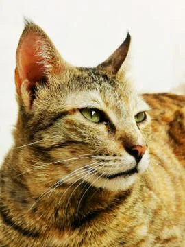 Cat Stock Photos