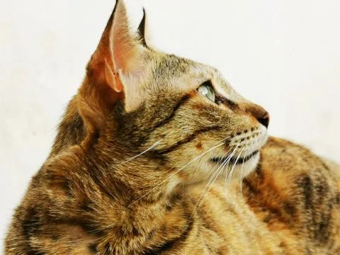 Cat Stock Photos