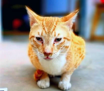 Cat Stock Photos