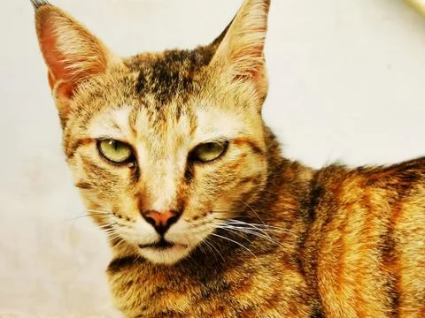Cat Stock Photos