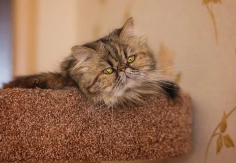 Cat Stock Photos