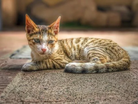 Cat Stock Photos