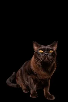 Cat Stock Photos