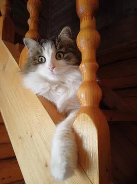 The cat Stock Photos