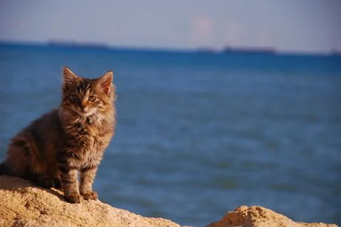 The cat Stock Photos