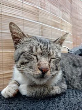 The Cat Stock Photos