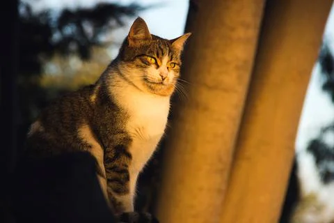 Cat Stock Photos