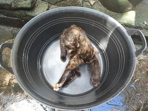 Cat Stock Photos