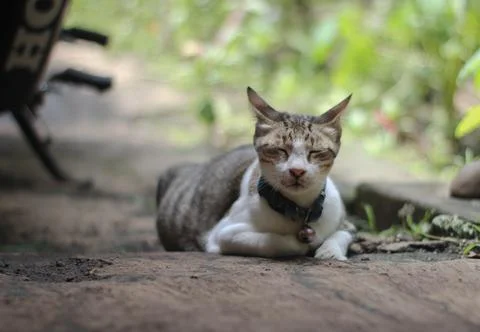 Cat Stock Photos