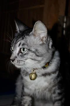 Cat Stock Photos
