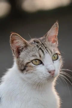 Cat Stock Photos