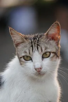 Cat Stock Photos