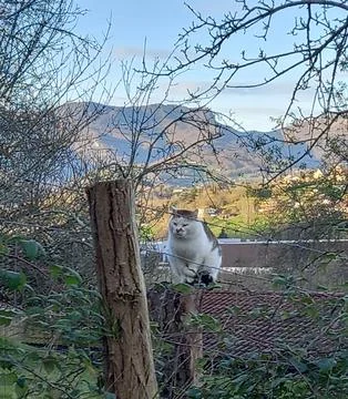 Cat Foto stock