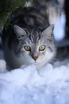 Cat Stock Photos
