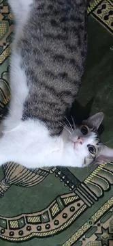 Cat Fotos de archivo