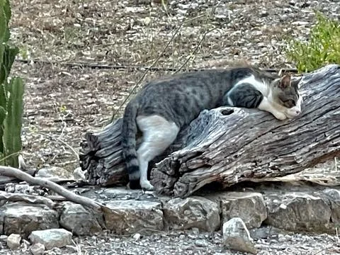 This is a cat Stock Photos