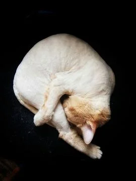 Cat Stock Photos
