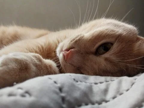 Cat Stock Photos