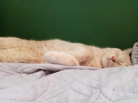 Cat Stock Photos