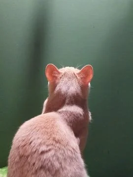 Cat Stock Photos