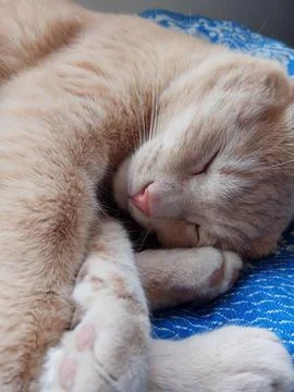 Cat Stock Photos