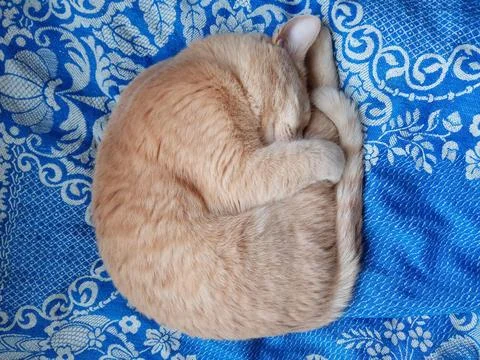 Cat Stock Photos