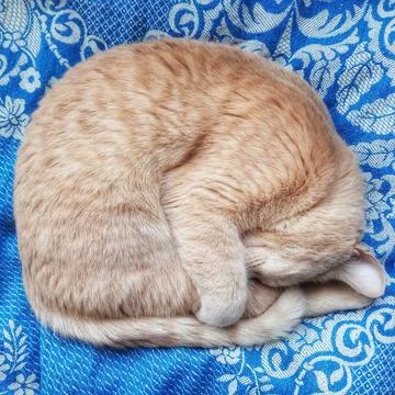 Cat Stock Photos