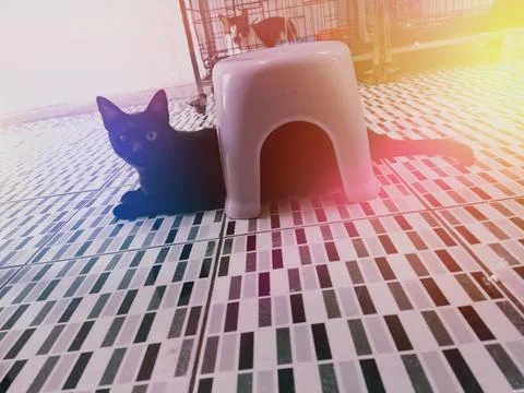 The cat Stock Photos