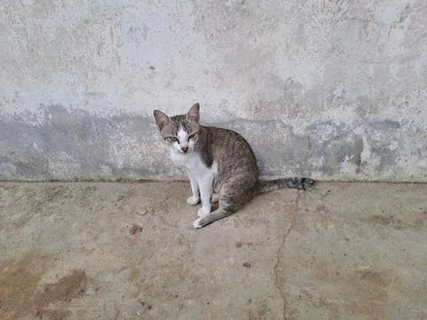 A cat Stock Photos