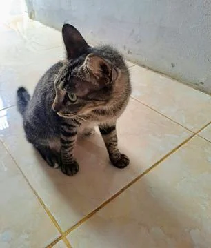 A cat Stock Photos