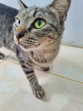 A cat Stock Photos