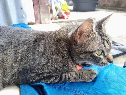 A cat Stock Photos