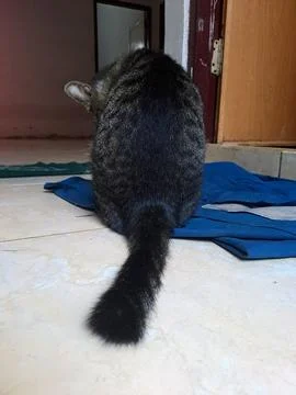 A cat Stock Photos