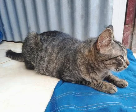 A cat Stock Photos