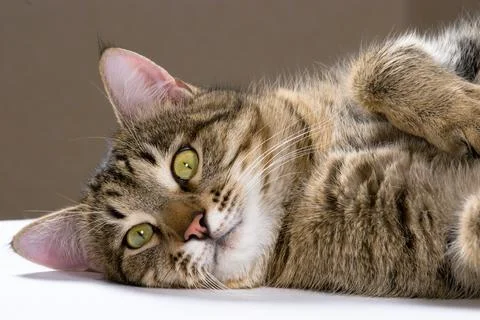 Cat Stock Photos